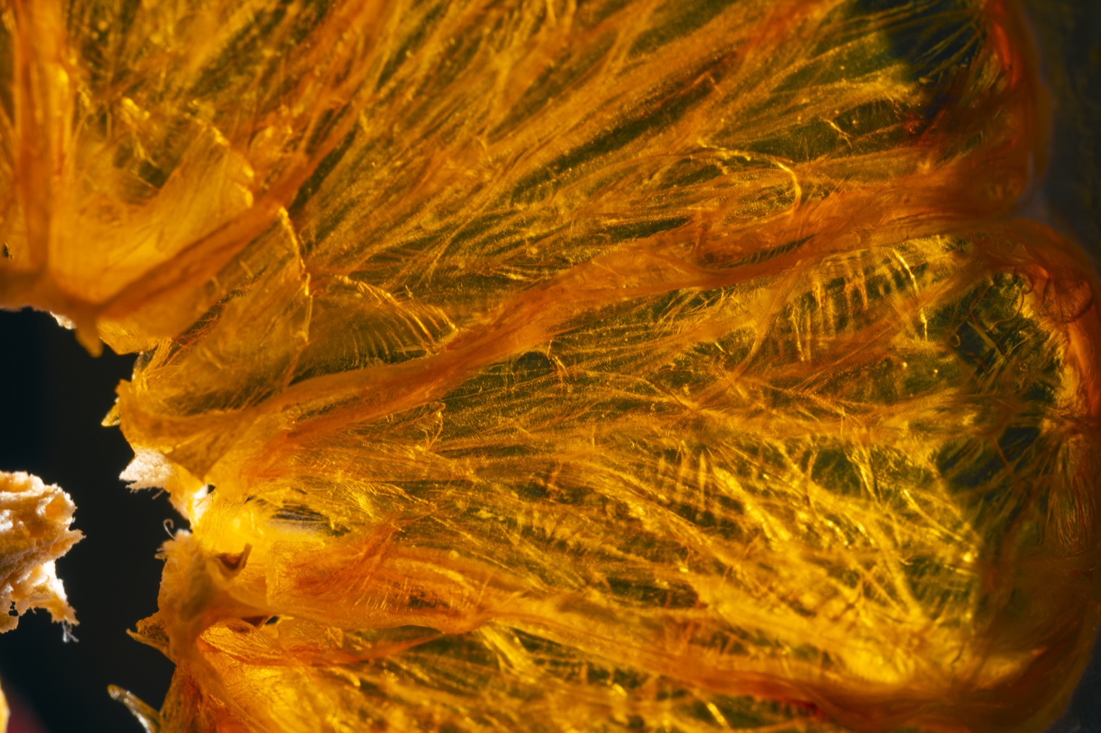 Macro photograph of the illuminated orange texture